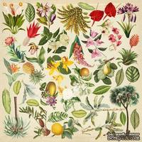 Лист с картинками для вырезания Botany exotic 30,5х30,5 см, ТМ Фабрика Декора (01108F)